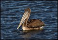 _2SB5739 brown pelican
